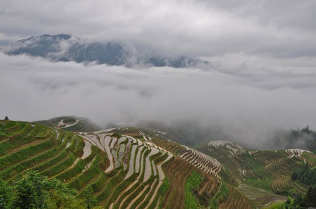 Image for Rice terraces