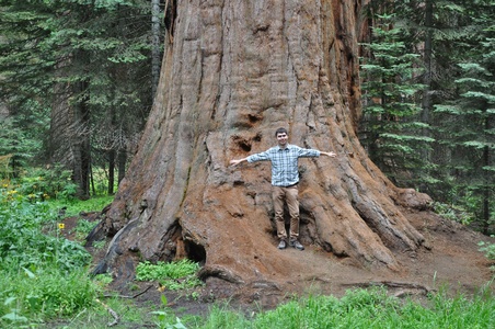 Image for Sequoia park