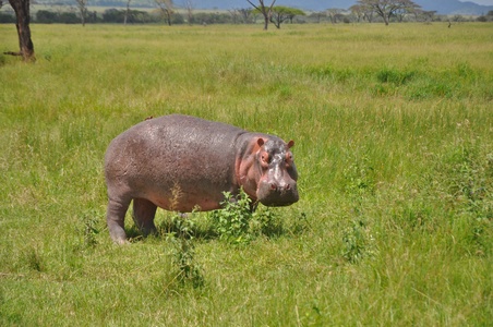 Image for Animals of Serengeti