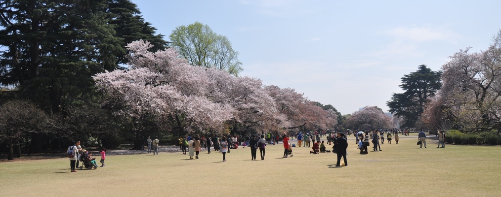 Image for Tokyo. Sakura