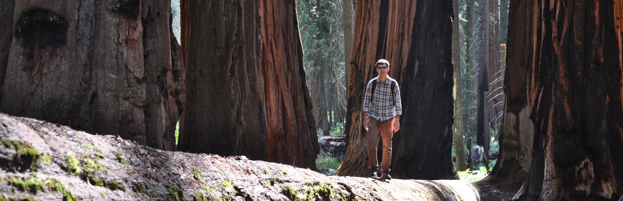 Image for Sequoia park