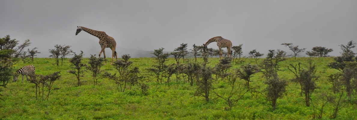 Image for Animals of Serengeti