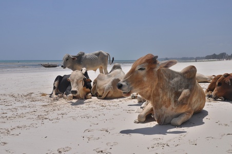 Image for Beach & red monkeys