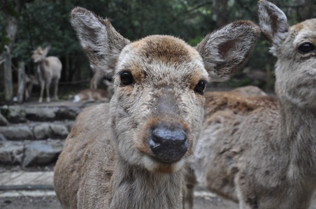 Image for Nara